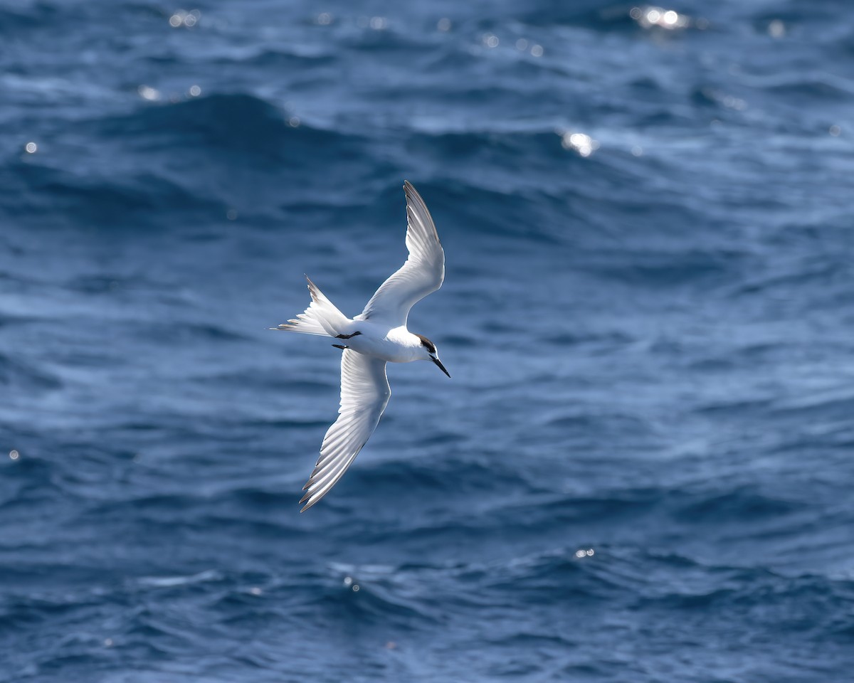 White-fronted Tern - ML608511973