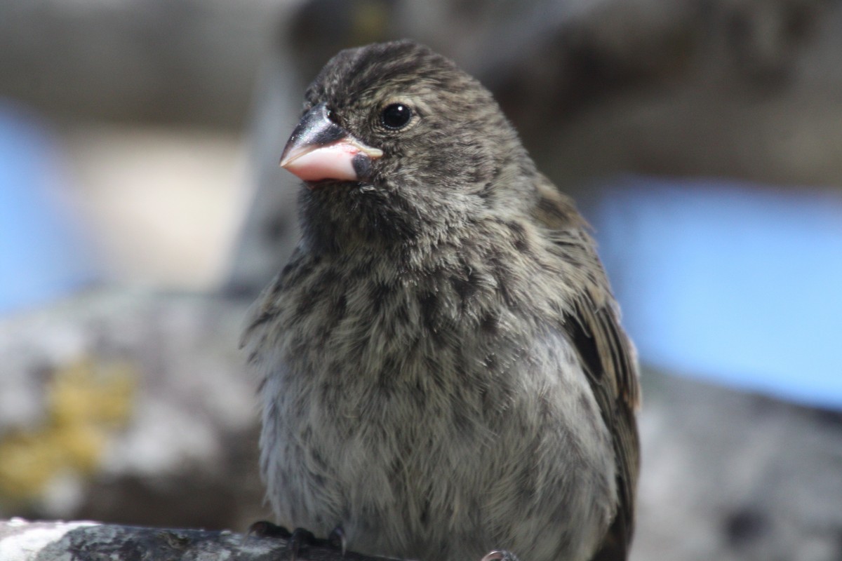 Medium Tree-Finch - Stephen and Felicia Cook