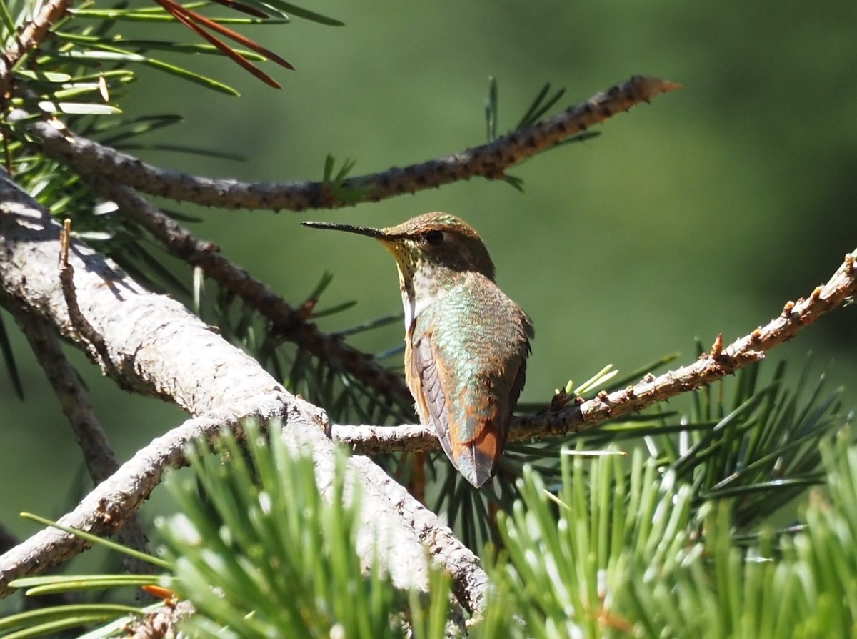 Rufous Hummingbird - Beverly Rockovich