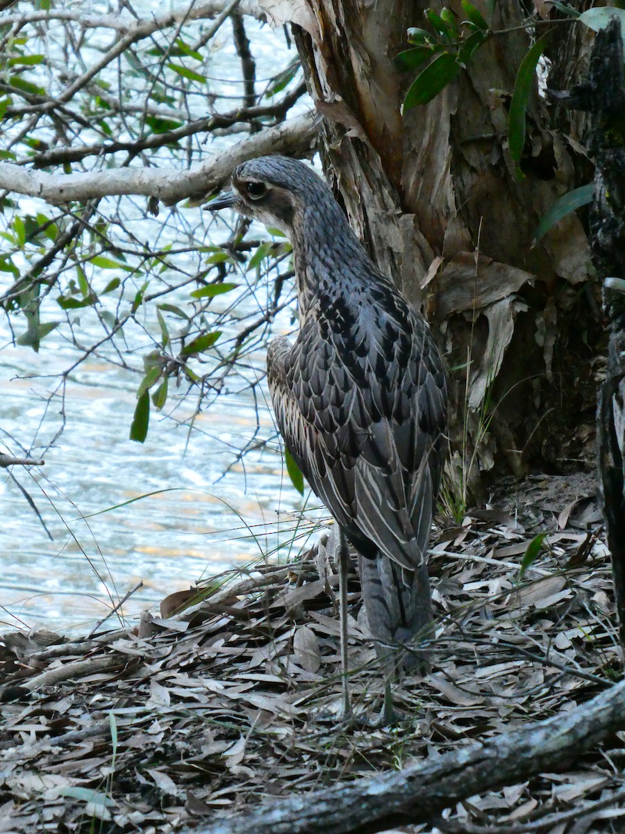 Bush Thick-knee - ML608512304