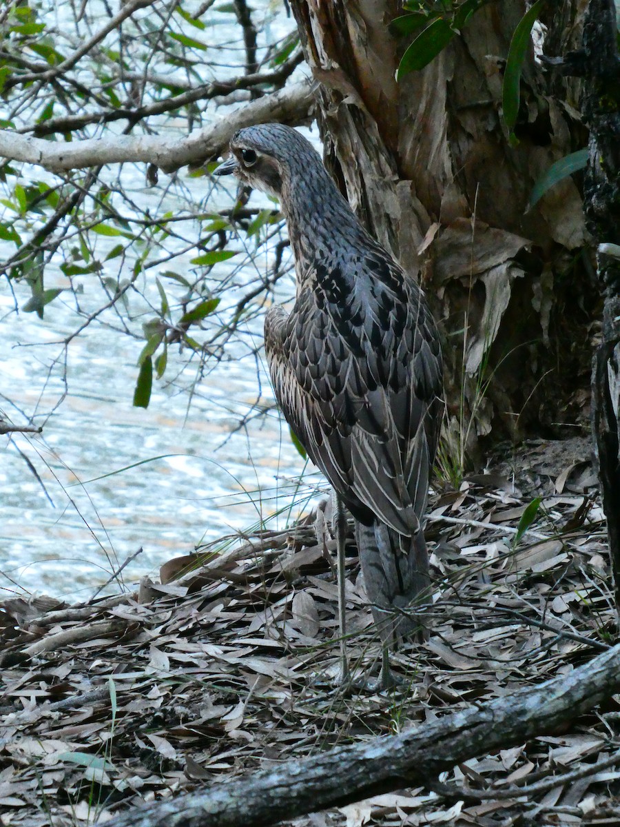 Bush Thick-knee - ML608512308