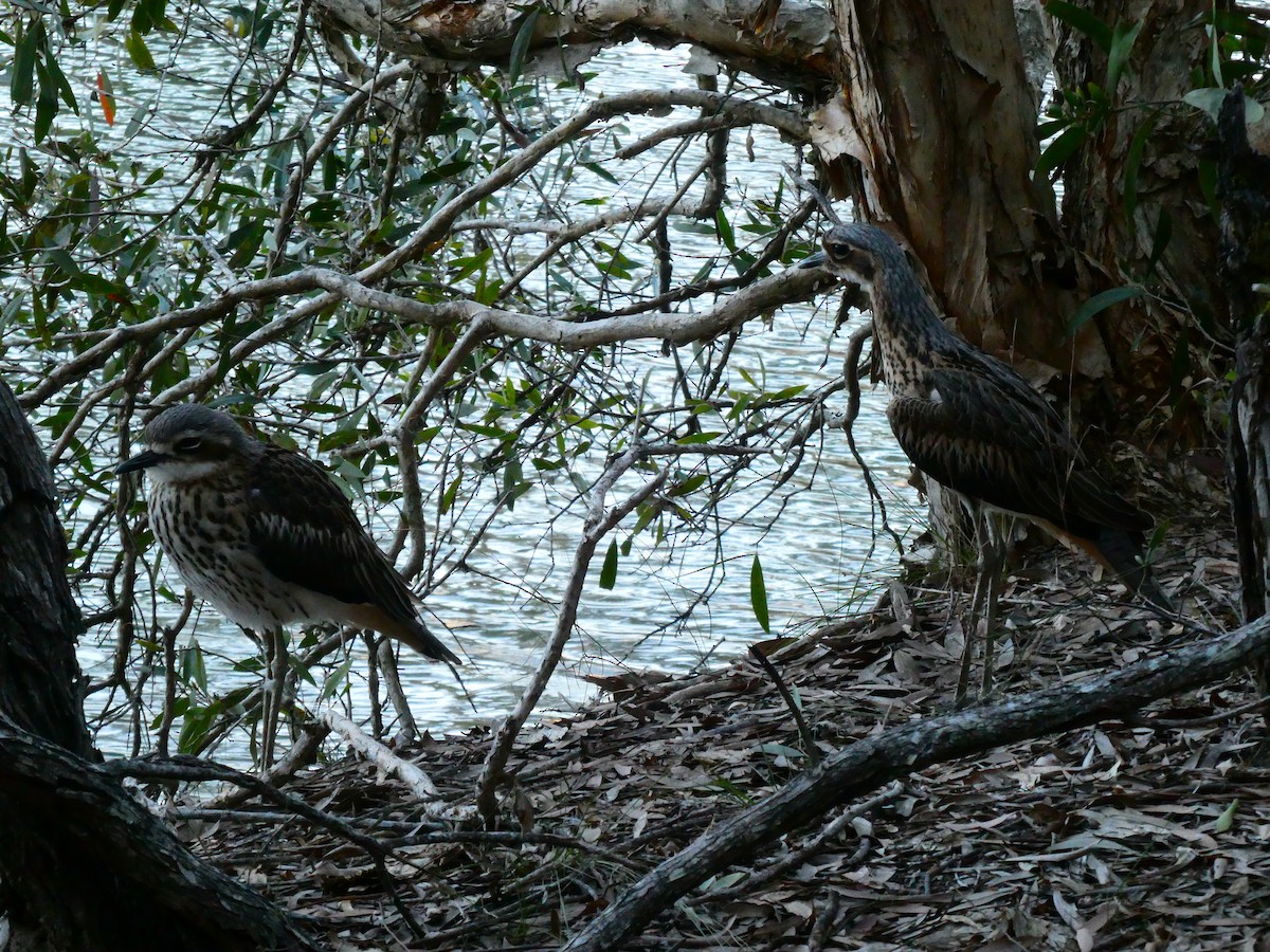 Bush Thick-knee - ML608512312