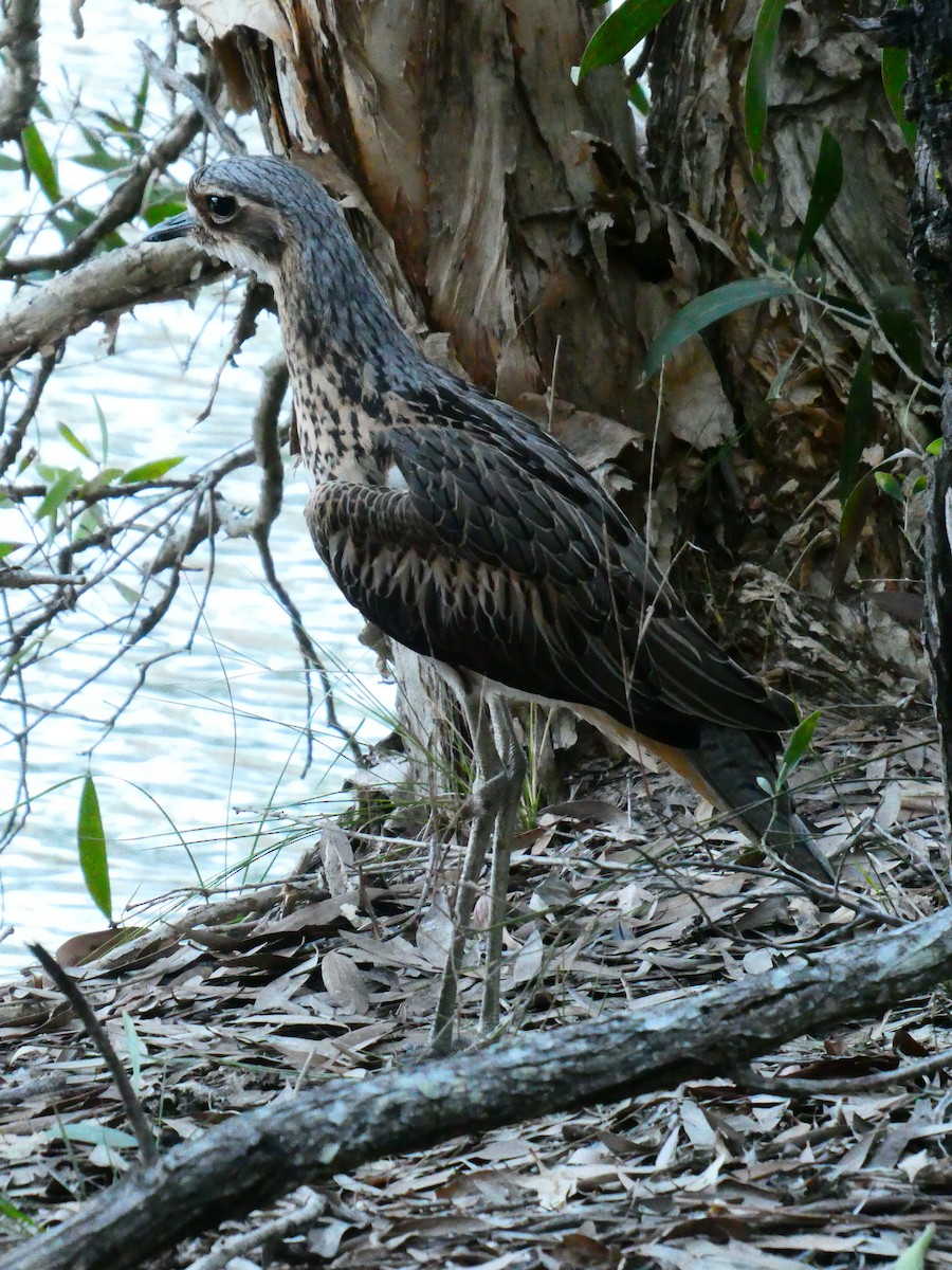 Bush Thick-knee - ML608512313