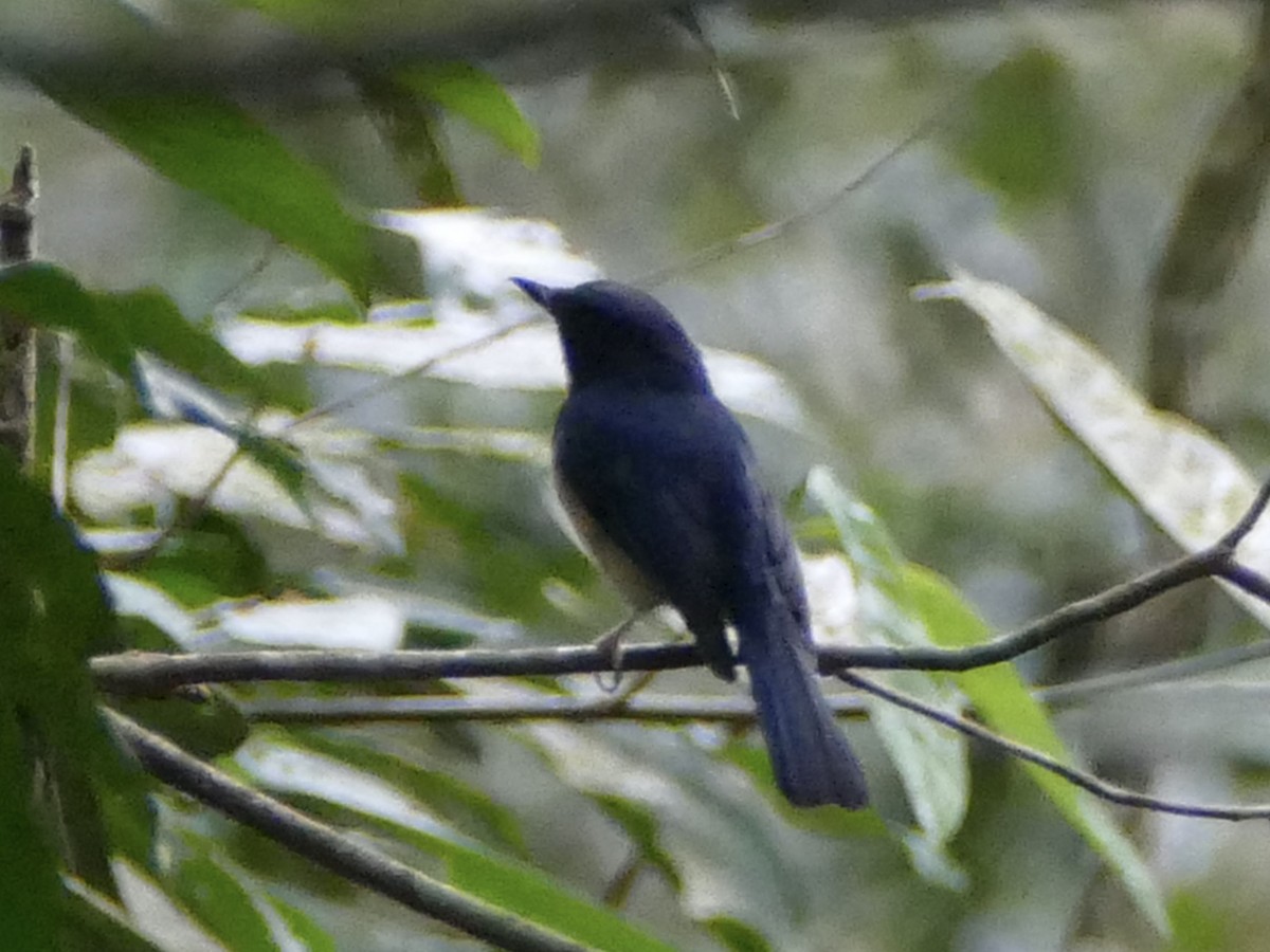 Meratus Blue Flycatcher - Peter Kaestner