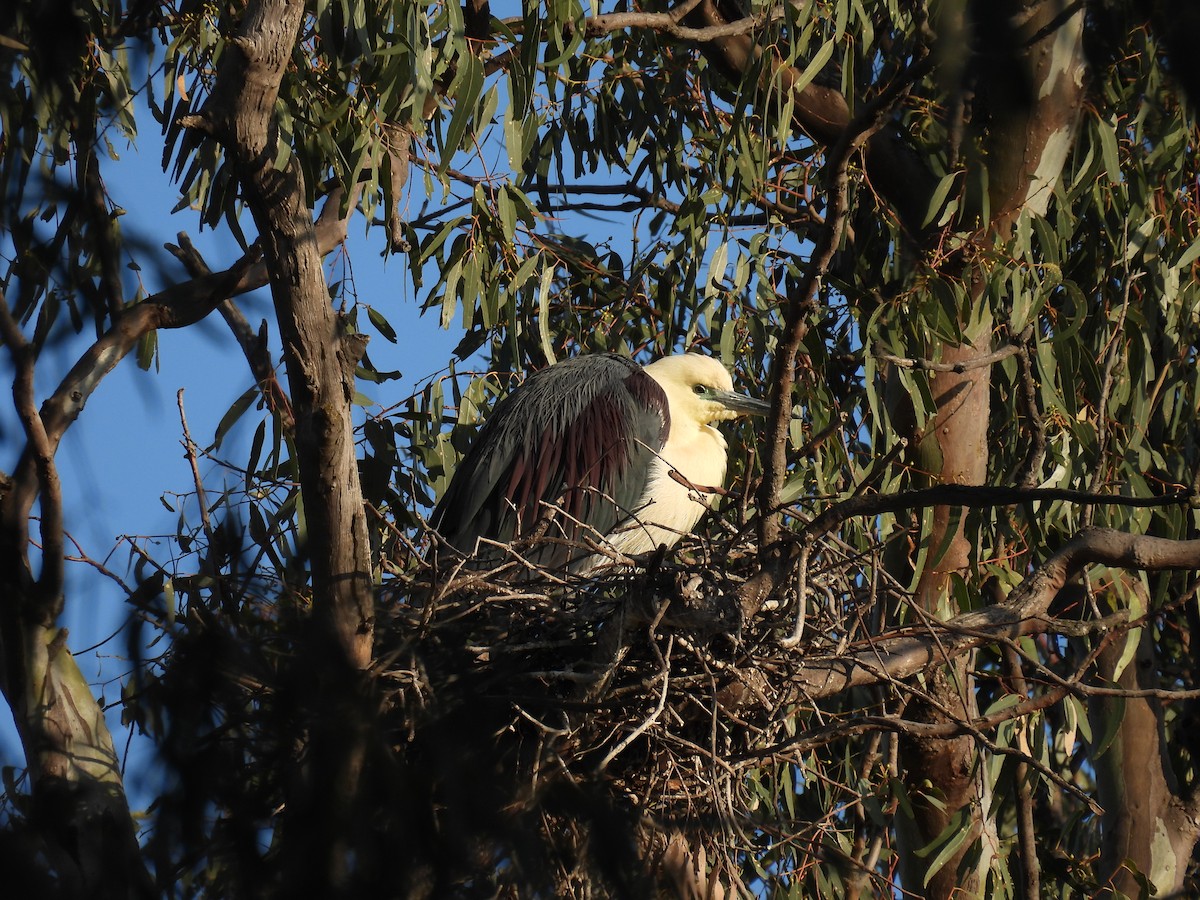 Garza Cuelliblanca - ML608512361