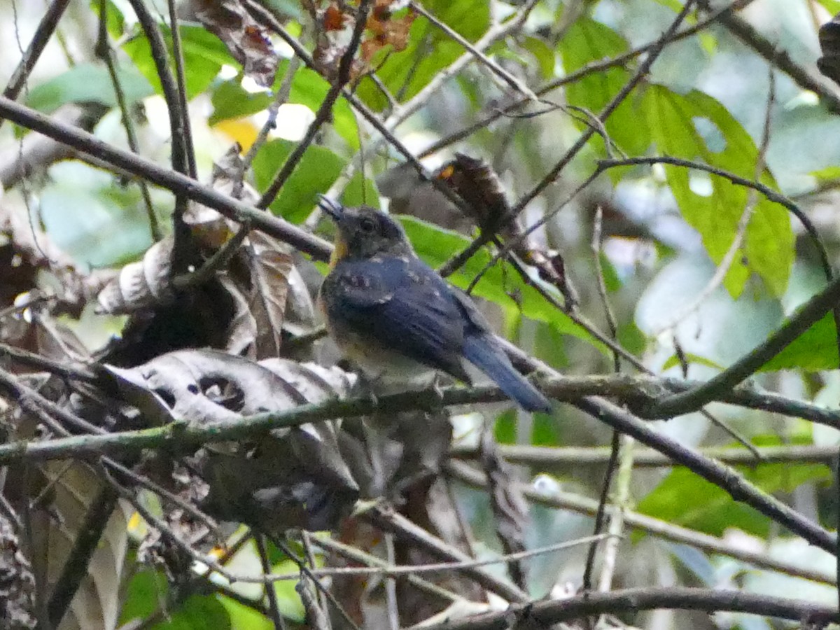 Meratus Blue Flycatcher - ML608512377