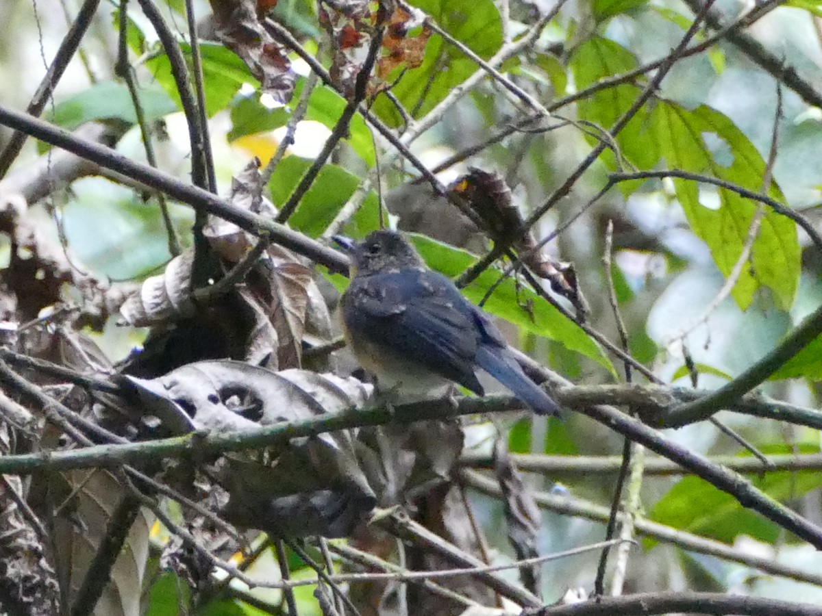 Meratus Blue Flycatcher - ML608512378