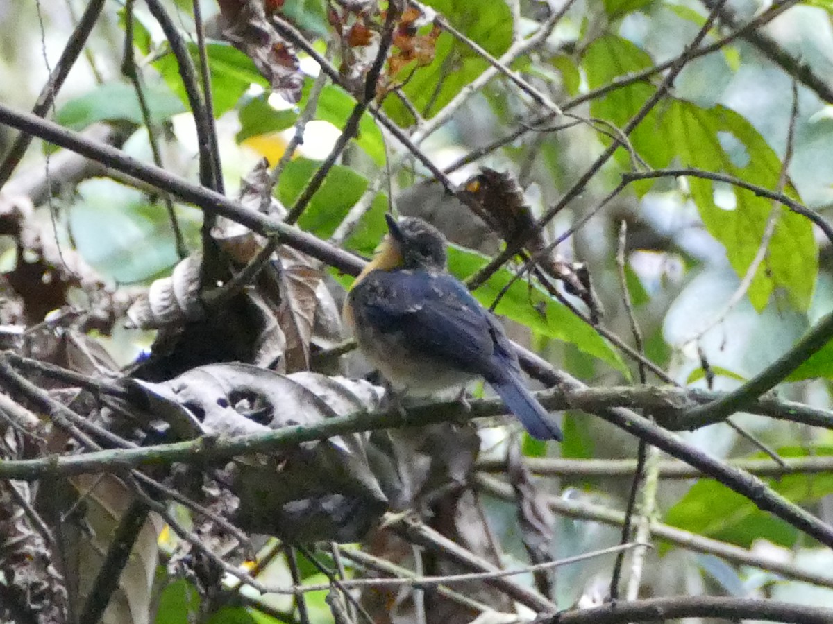 Meratus Blue Flycatcher - ML608512379