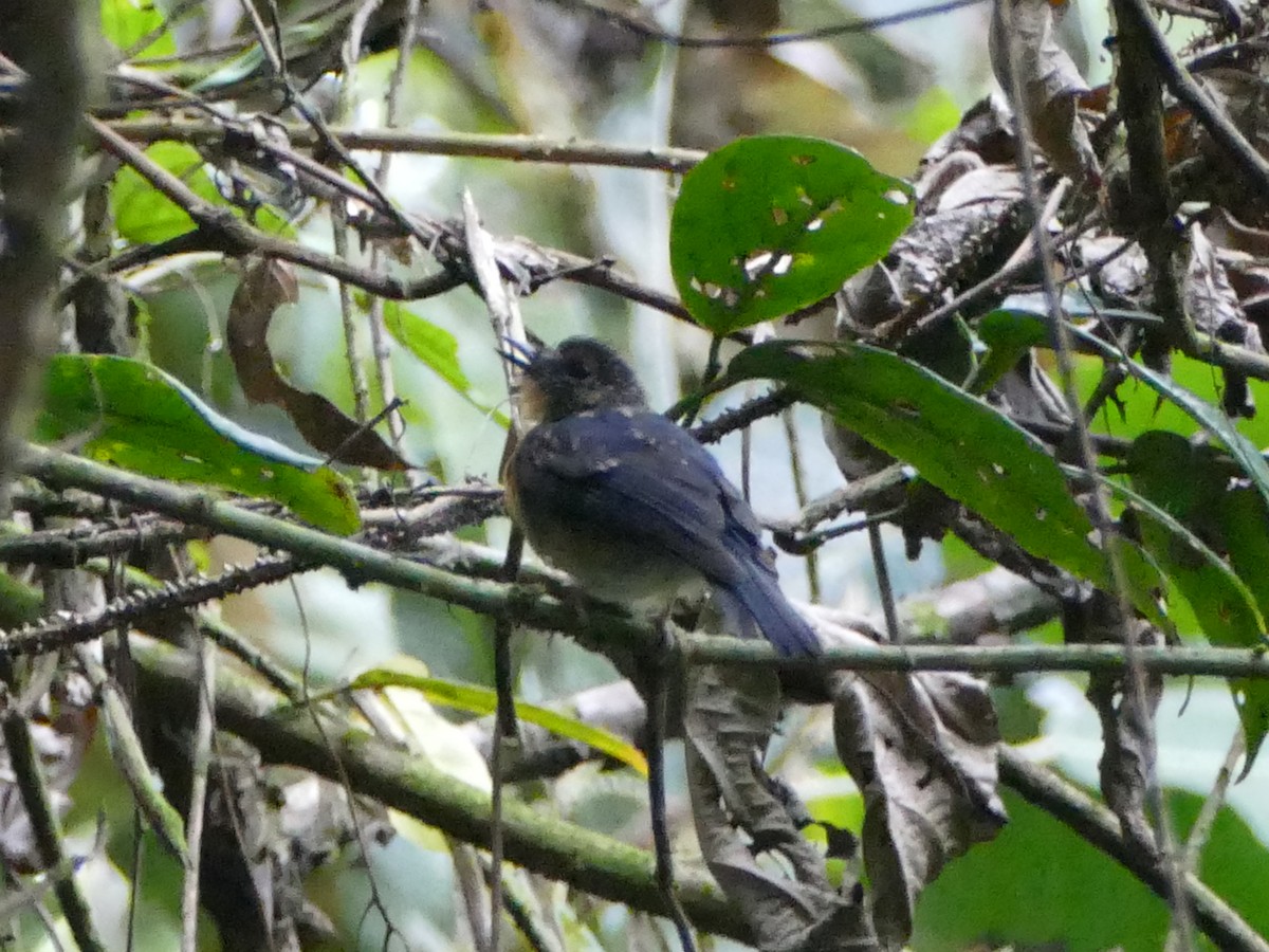 Meratus Blue Flycatcher - ML608512380