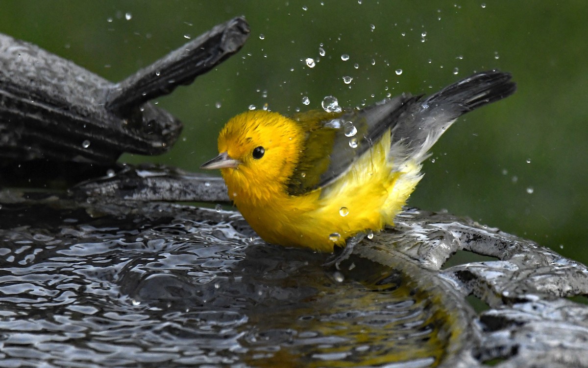 Prothonotary Warbler - ML608512389