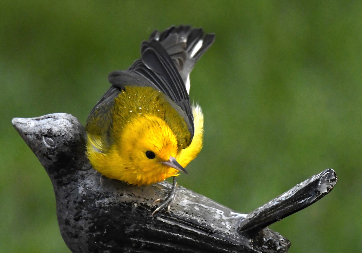 Prothonotary Warbler - ML608512394