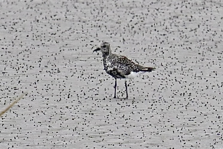 Black-bellied Plover - ML608512482