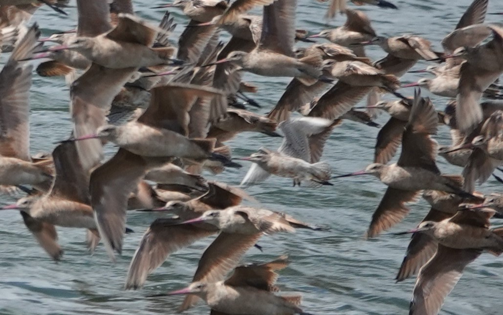 Bar-tailed Godwit - ML608512488