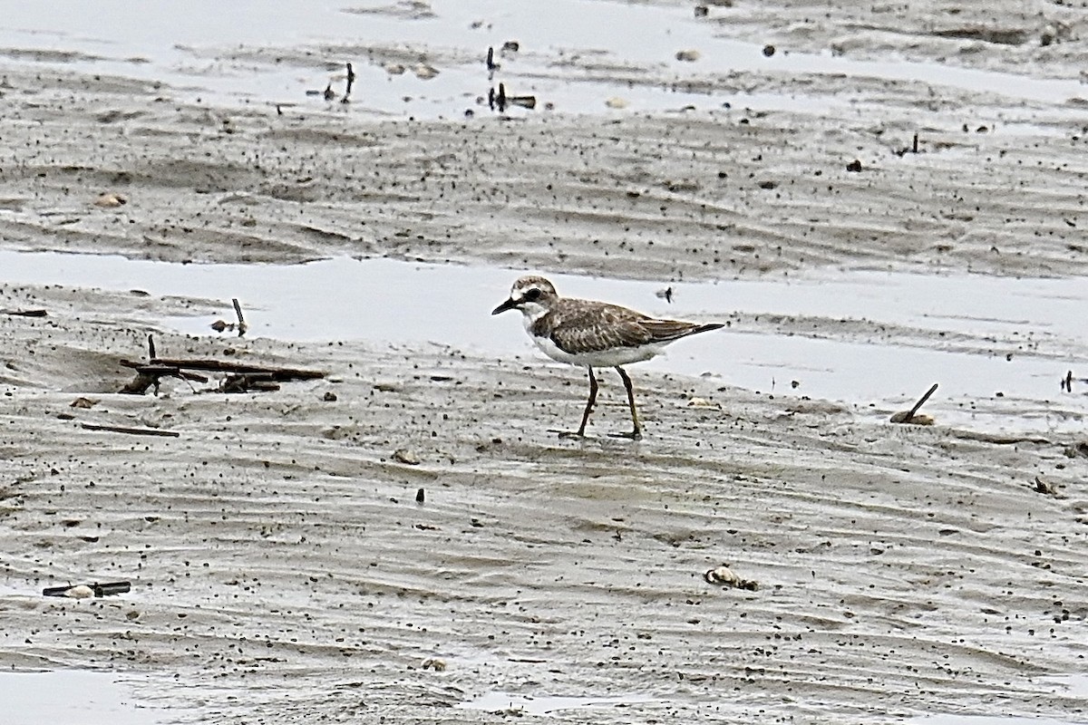 Greater Sand-Plover - ML608512525