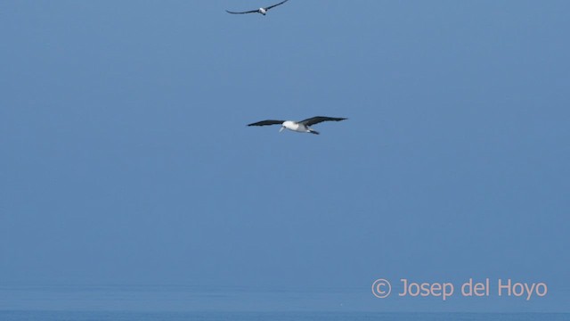 Peruvian Booby - ML608512666