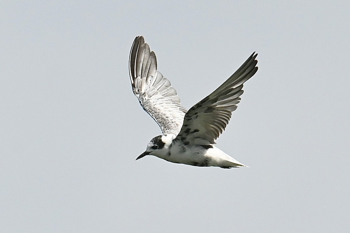 White-winged Tern - ML608512692