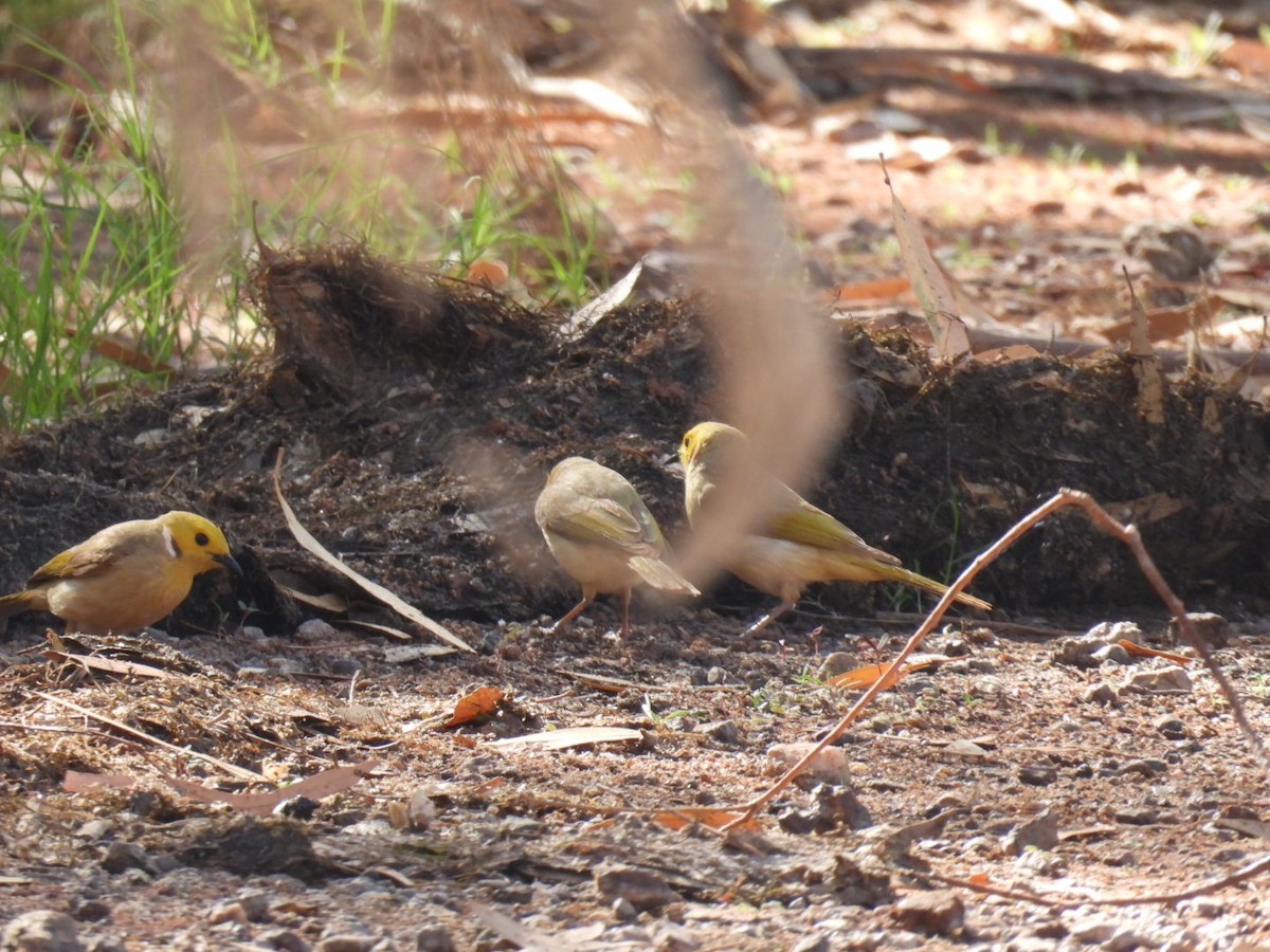 White-plumed Honeyeater - ML608512693