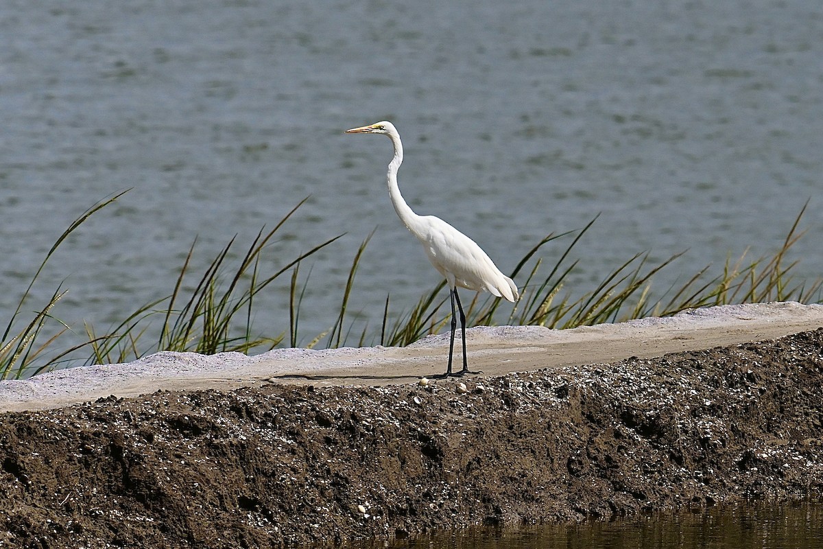 Great Egret - ML608512703