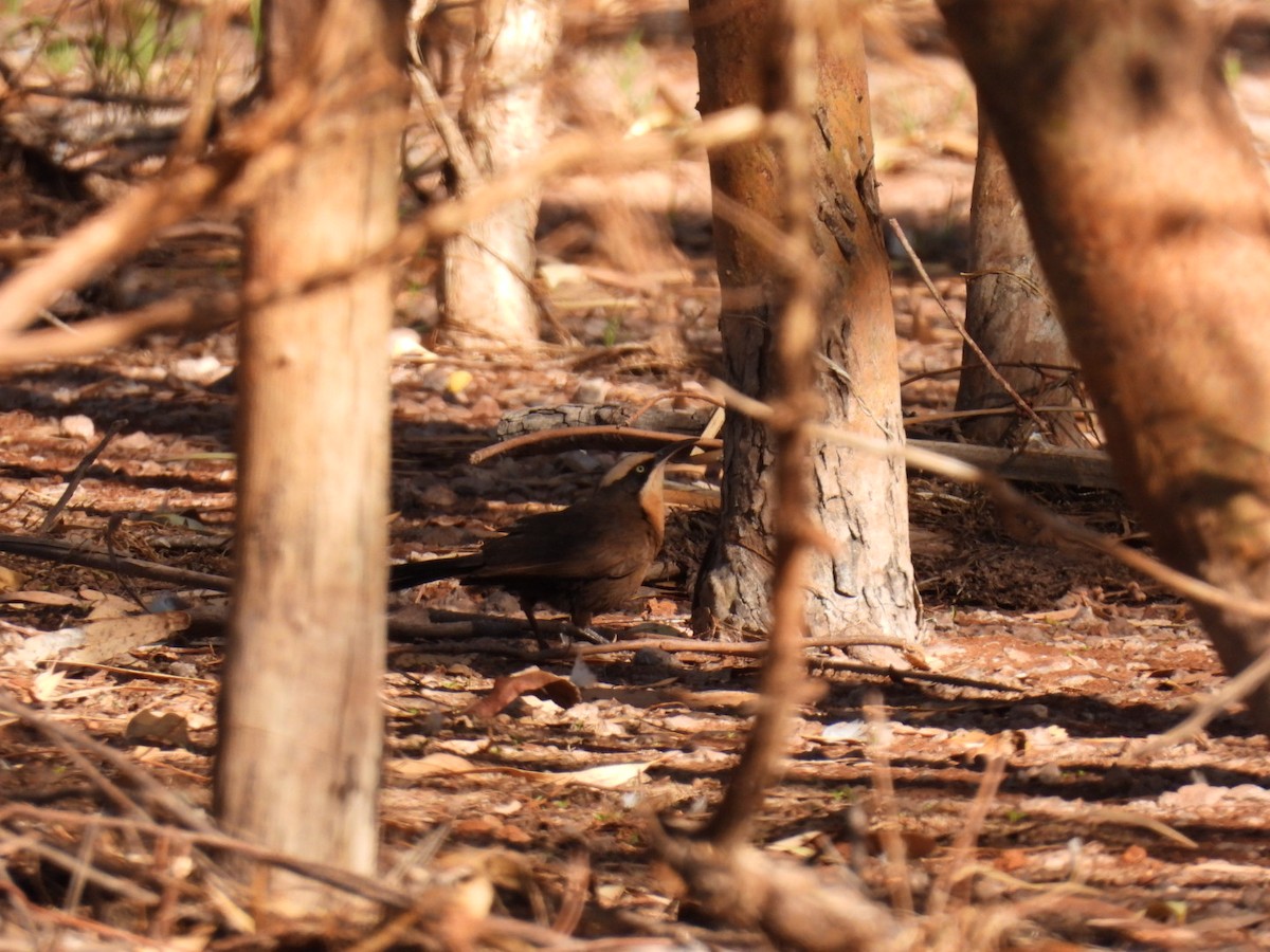 Gray-crowned Babbler - Helen Erskine-Behr