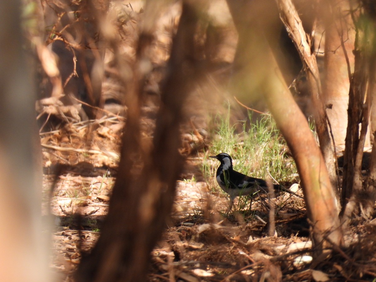 Magpie-lark - ML608512720