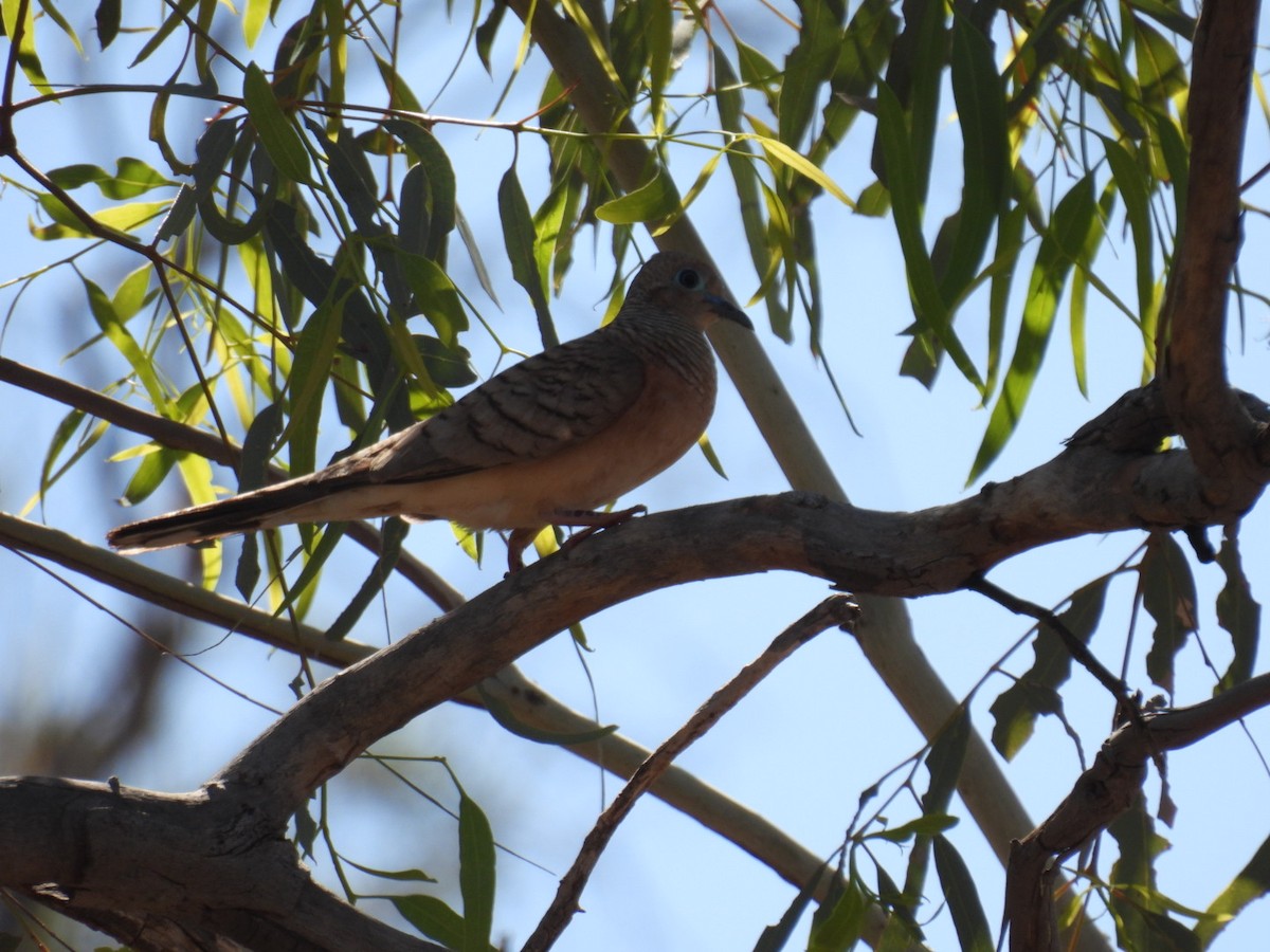 Peaceful Dove - ML608512832