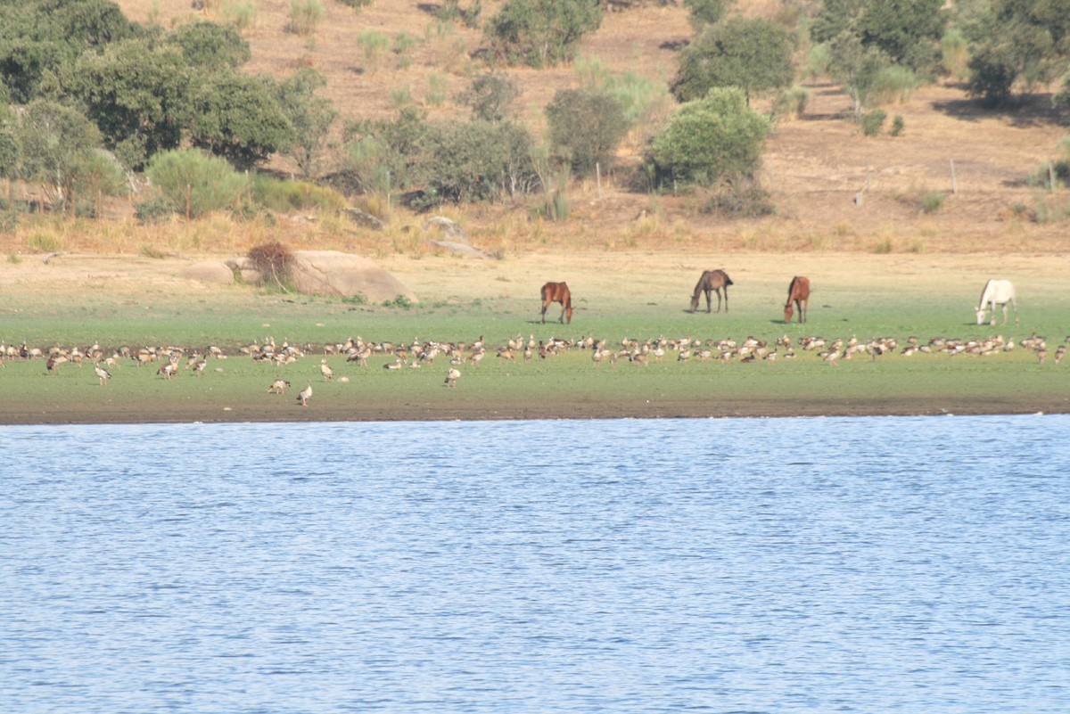 Egyptian Goose - ML608512868