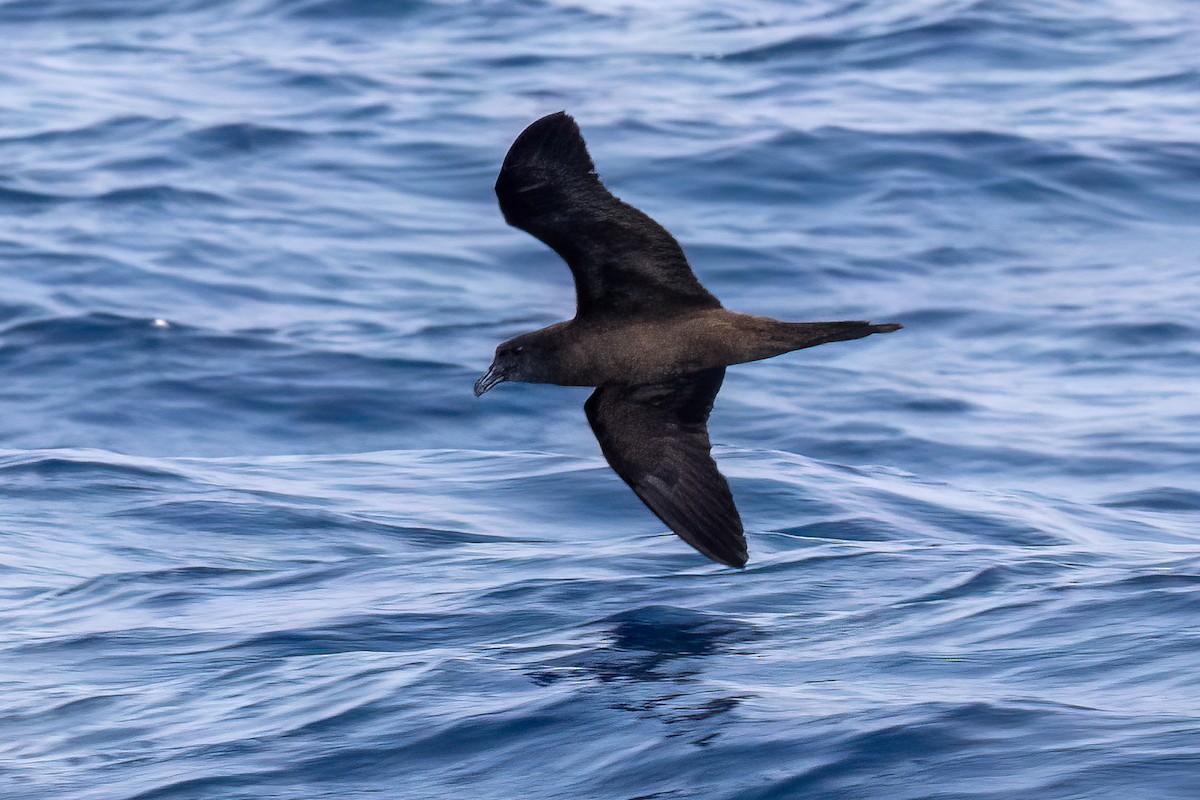 Jouanin's Petrel - ML608512880