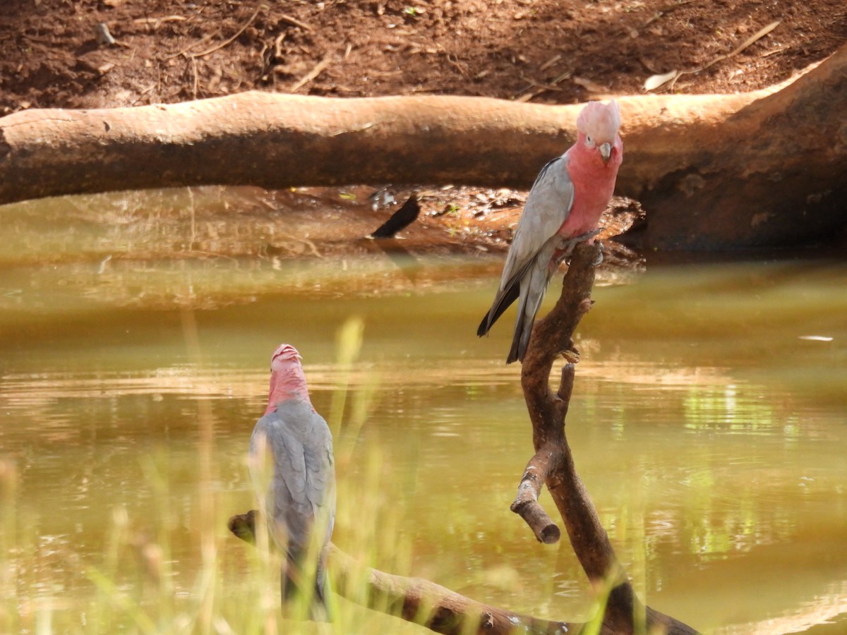 Cacatúa Galah - ML608512930