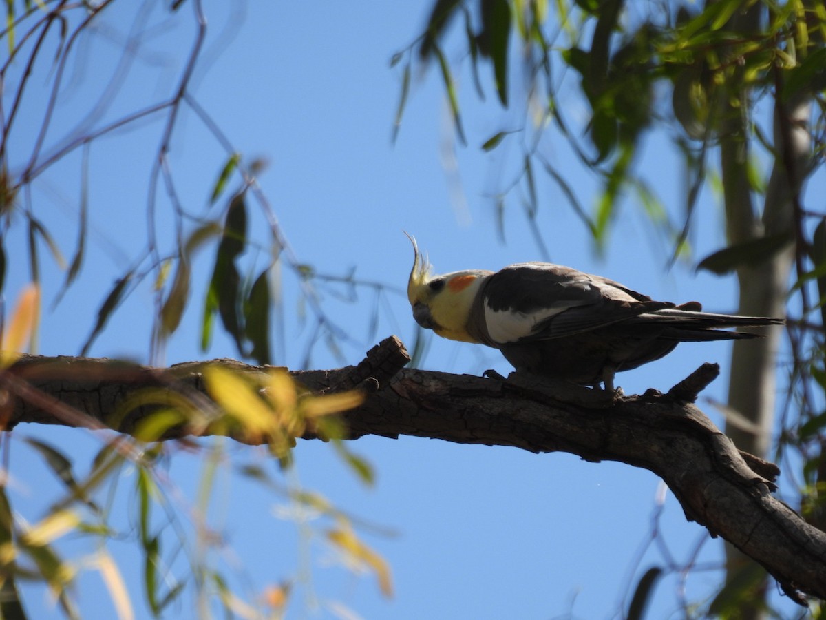 Cockatiel - Helen Erskine-Behr