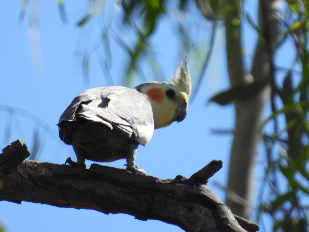 Cockatiel - ML608512946