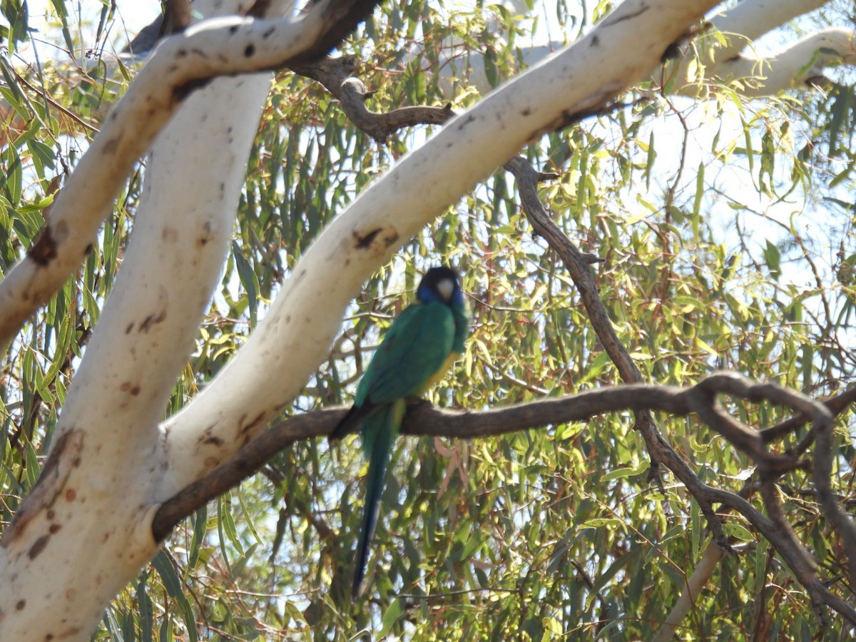 Perico de Port Lincoln - ML608512949