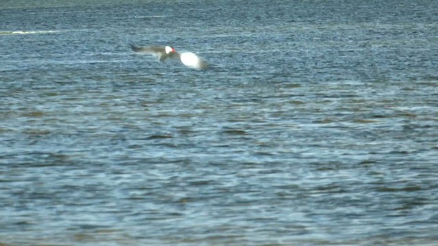 Caspian Tern - ML608512957