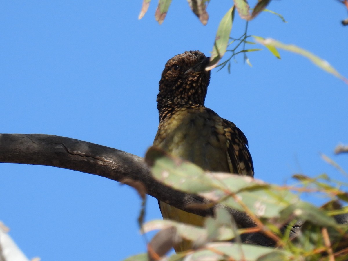 Western Bowerbird - ML608512975