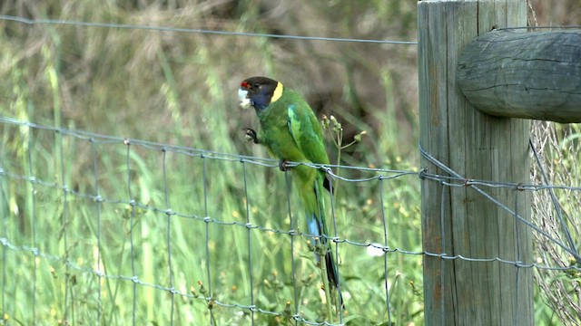 Воротничковый попугай (semitorquatus) - ML608513008
