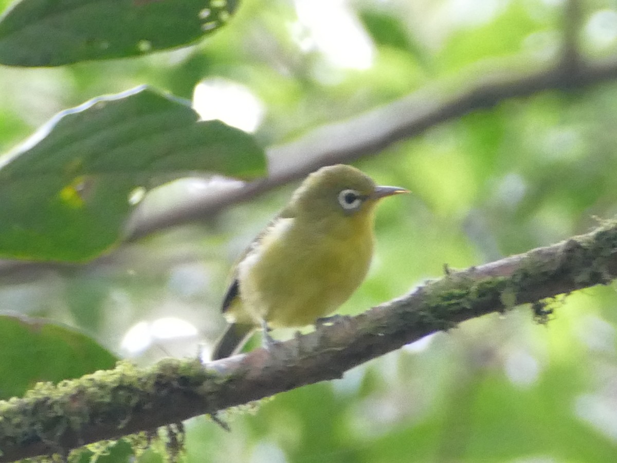 Meratus White-eye - ML608513035