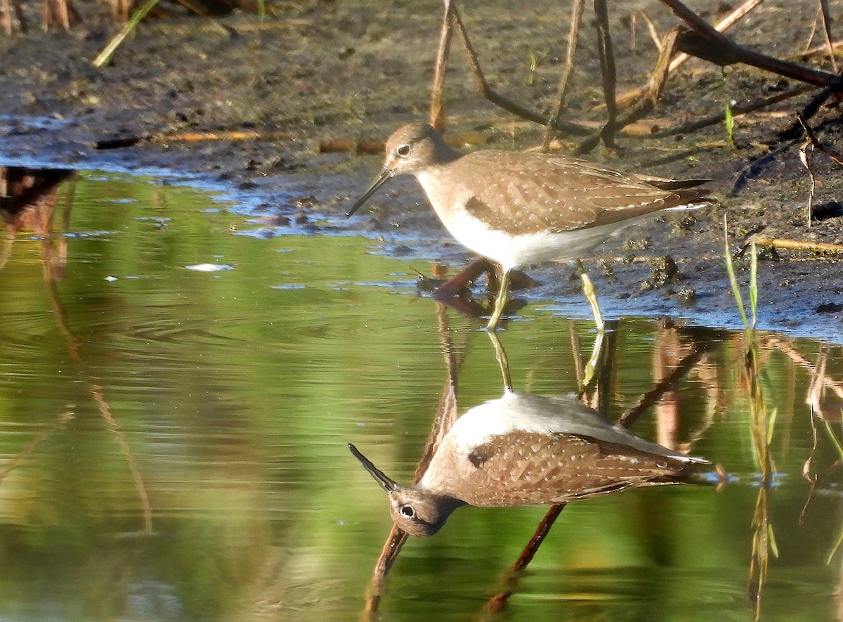 Einsiedelwasserläufer - ML608513070