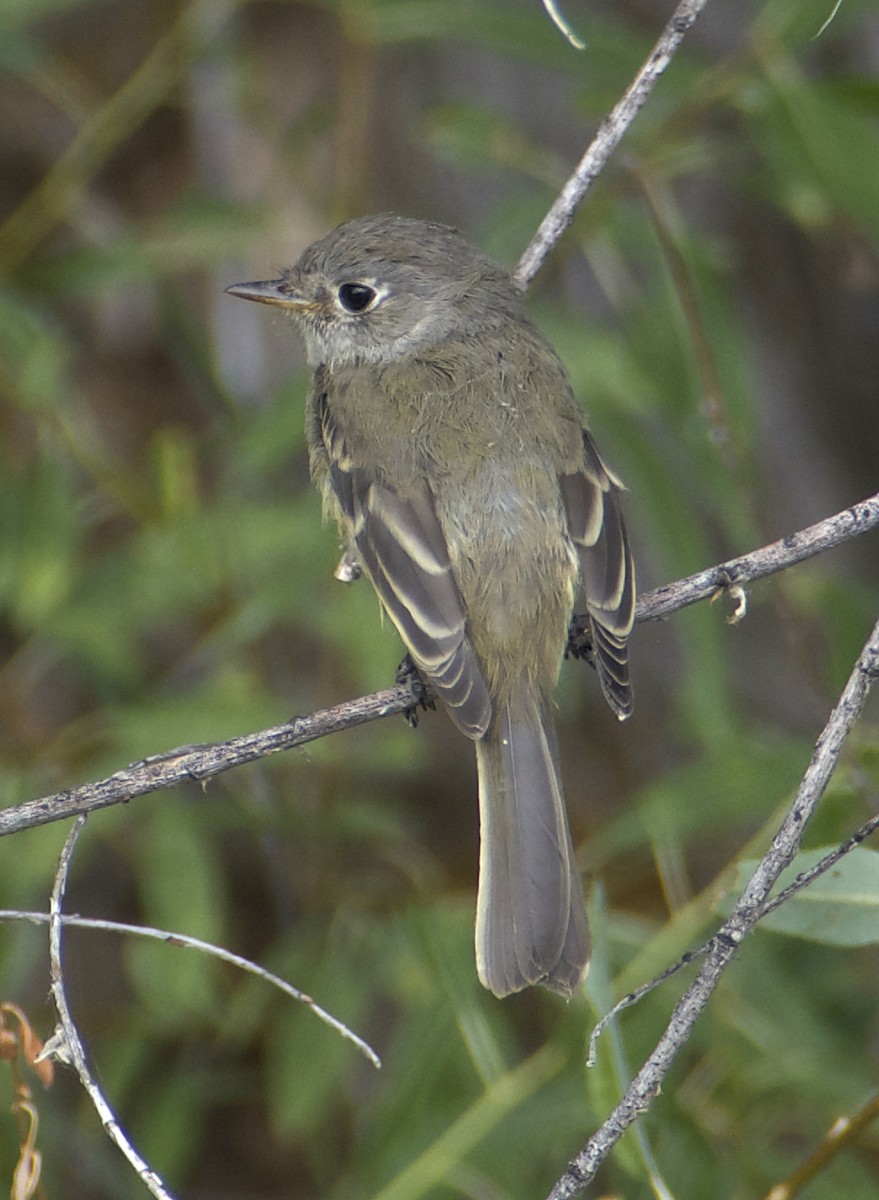 Dusky Flycatcher - ML608513101