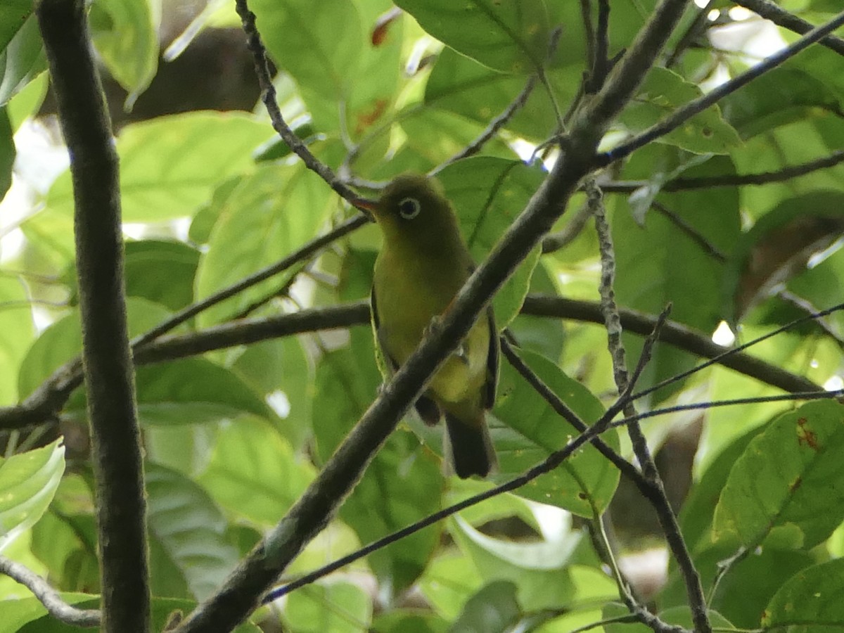 Meratus White-eye - ML608513120