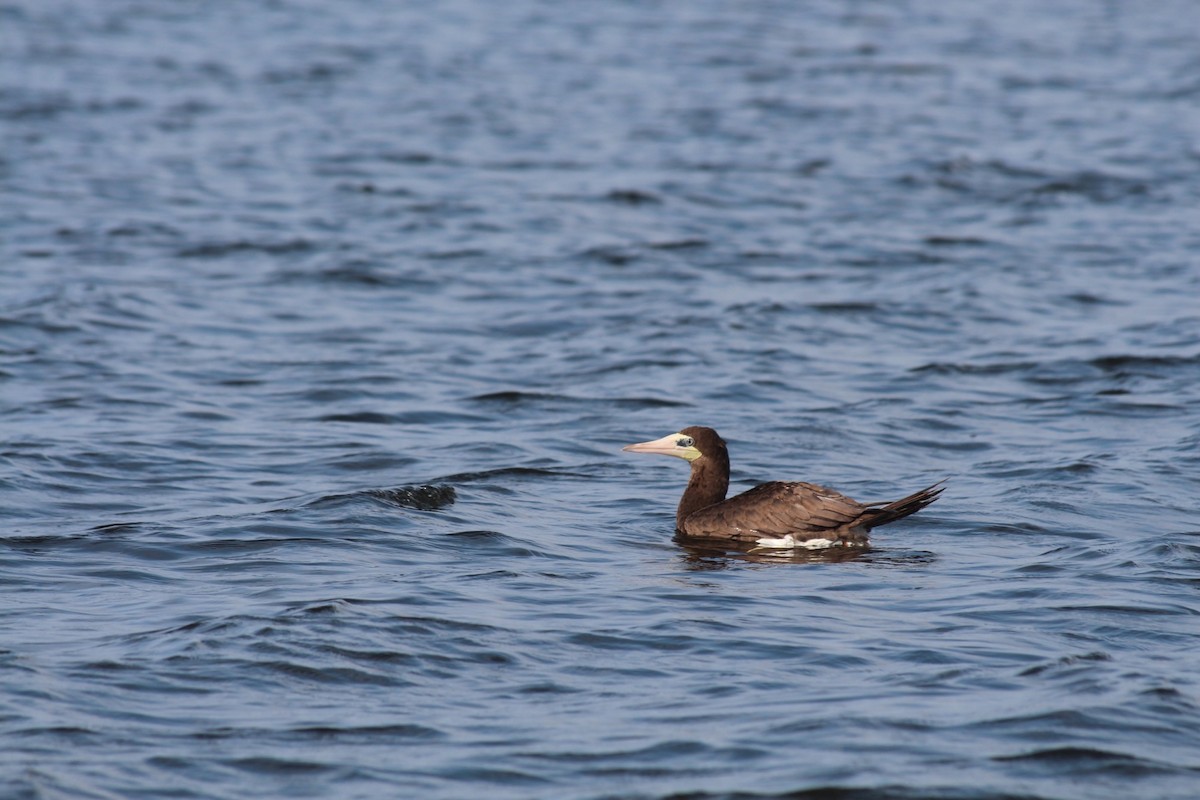 Brown Booby - ML608513173