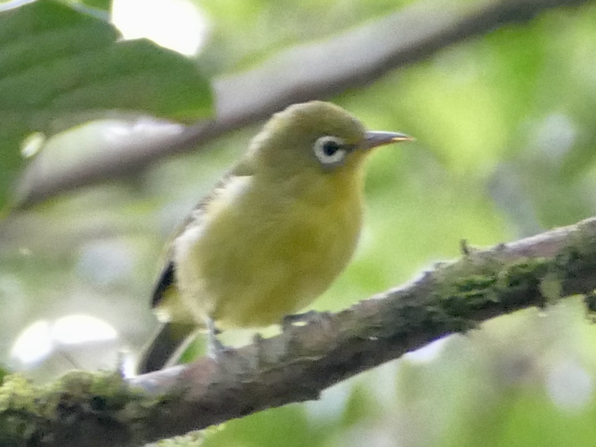 Meratus White-eye - Peter Kaestner