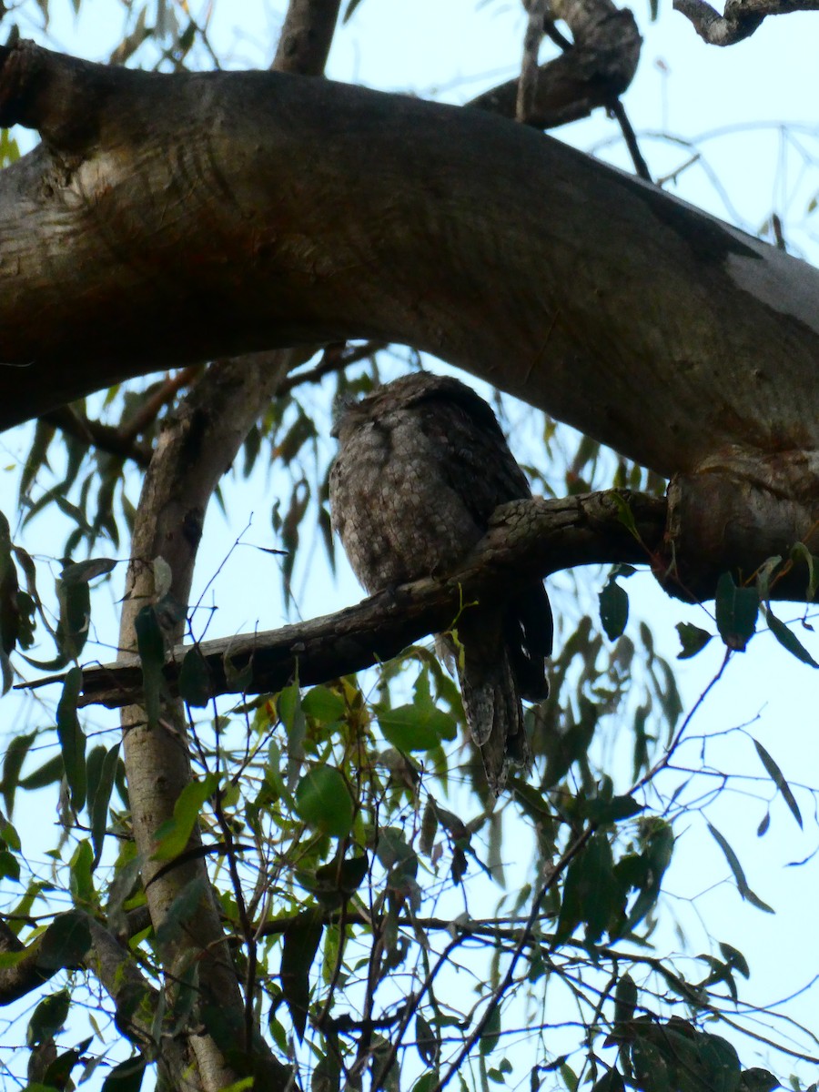 Tawny Frogmouth - Lev Ramchen