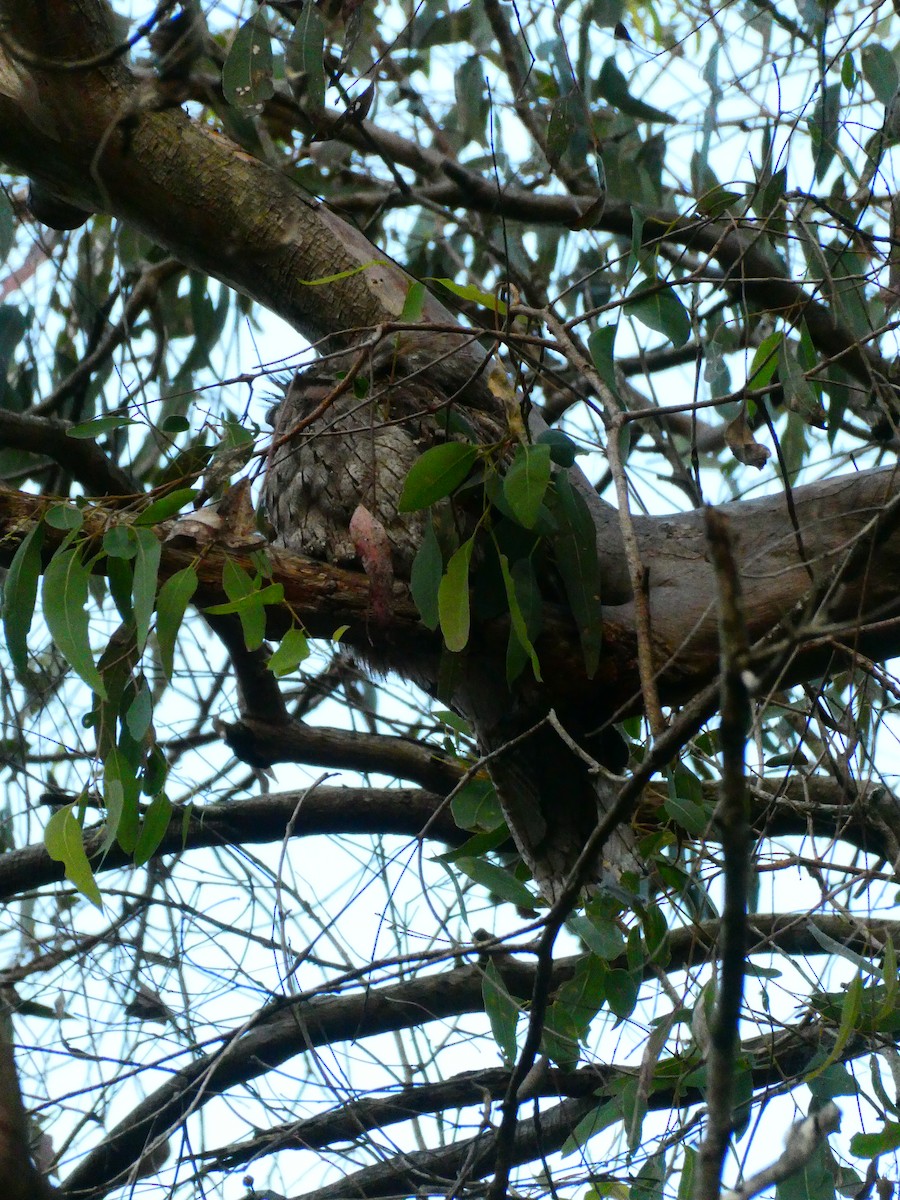 Tawny Frogmouth - Lev Ramchen