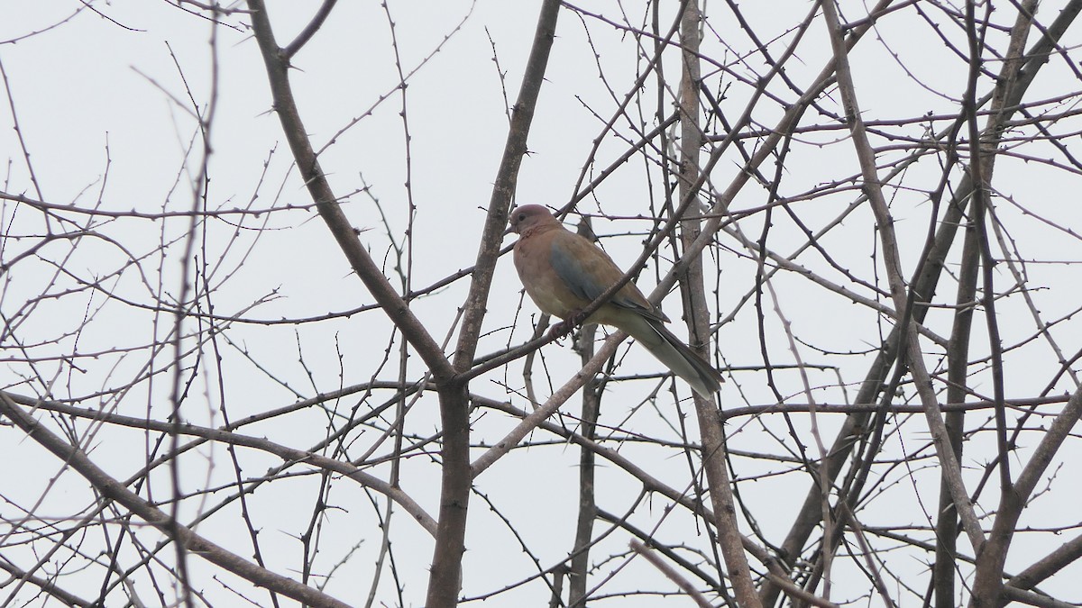 Laughing Dove - ML608513284