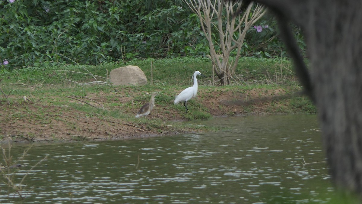 Little Egret - ML608513287