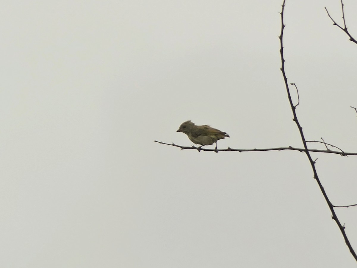 Thick-billed Flowerpecker - ML608513299