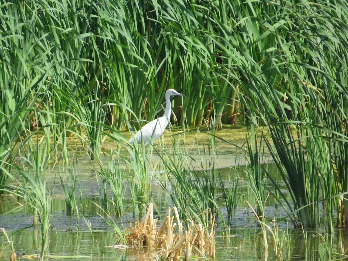 Little Blue Heron - ML608513312