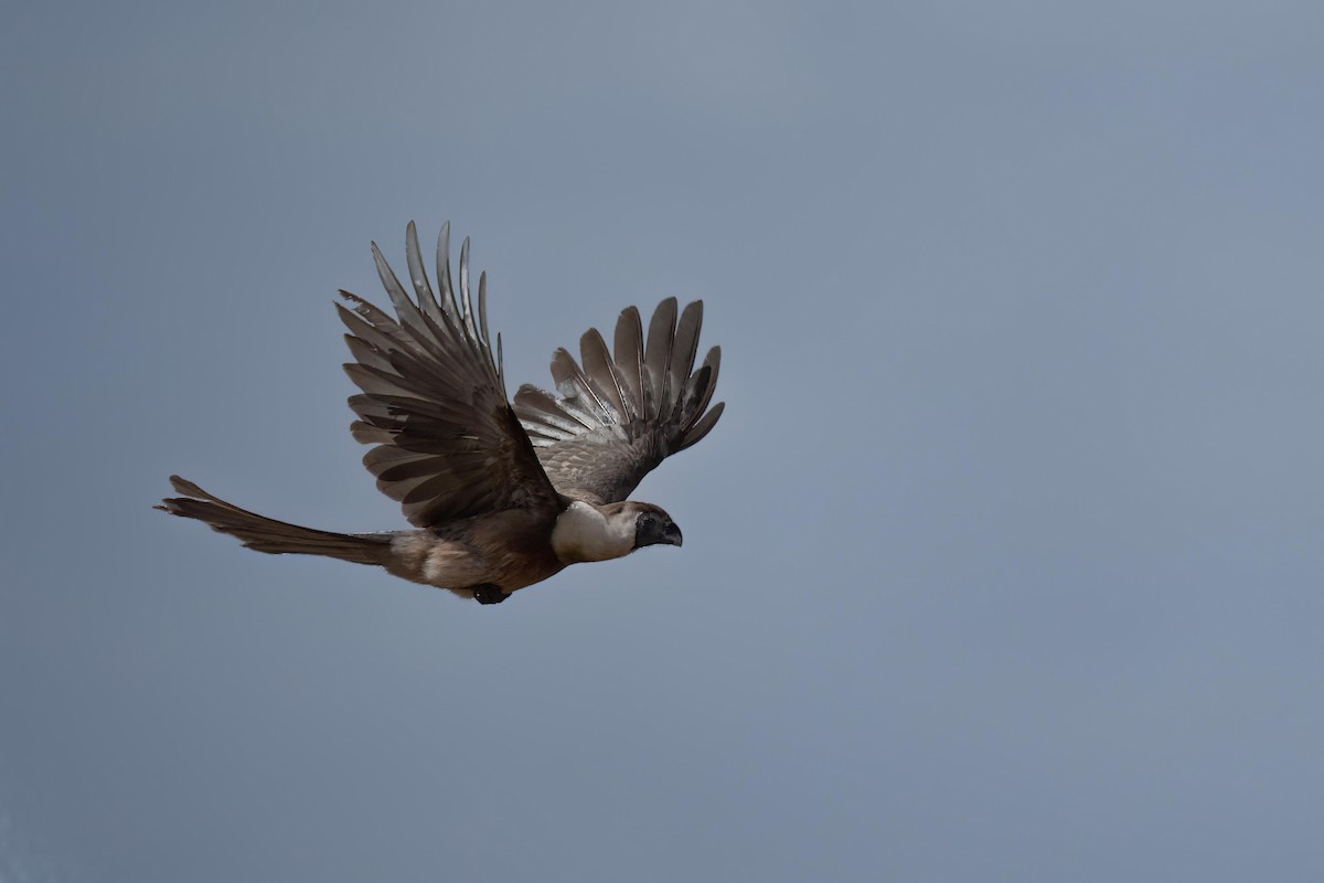 Bare-faced Go-away-bird - Holger Schneider