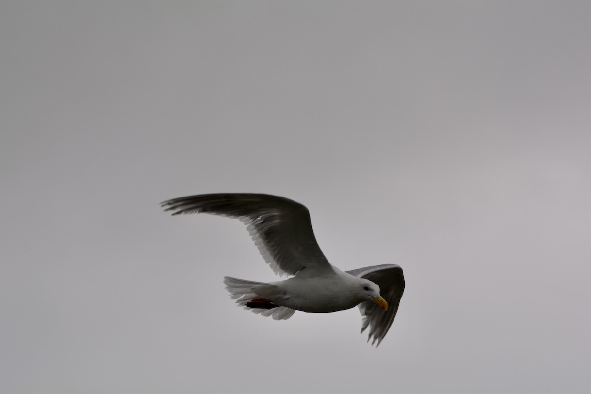 Glaucous-winged Gull - ML608513436