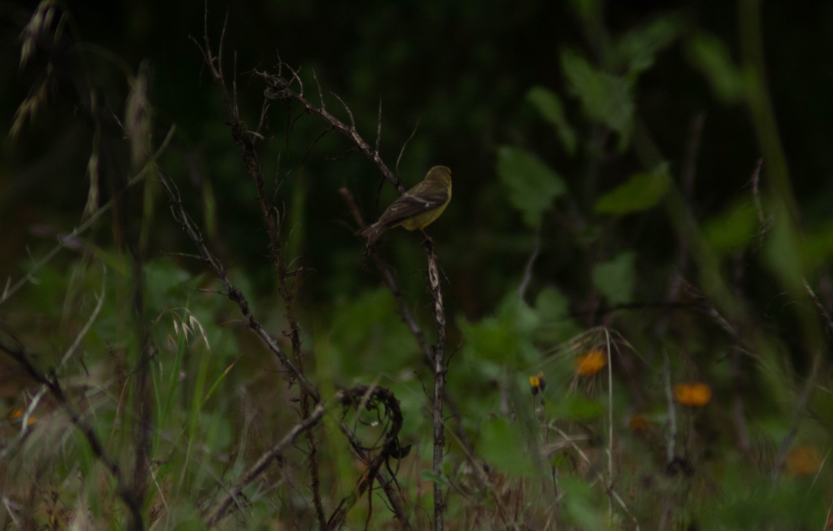 Spinus sp. - Genaro Sánchez