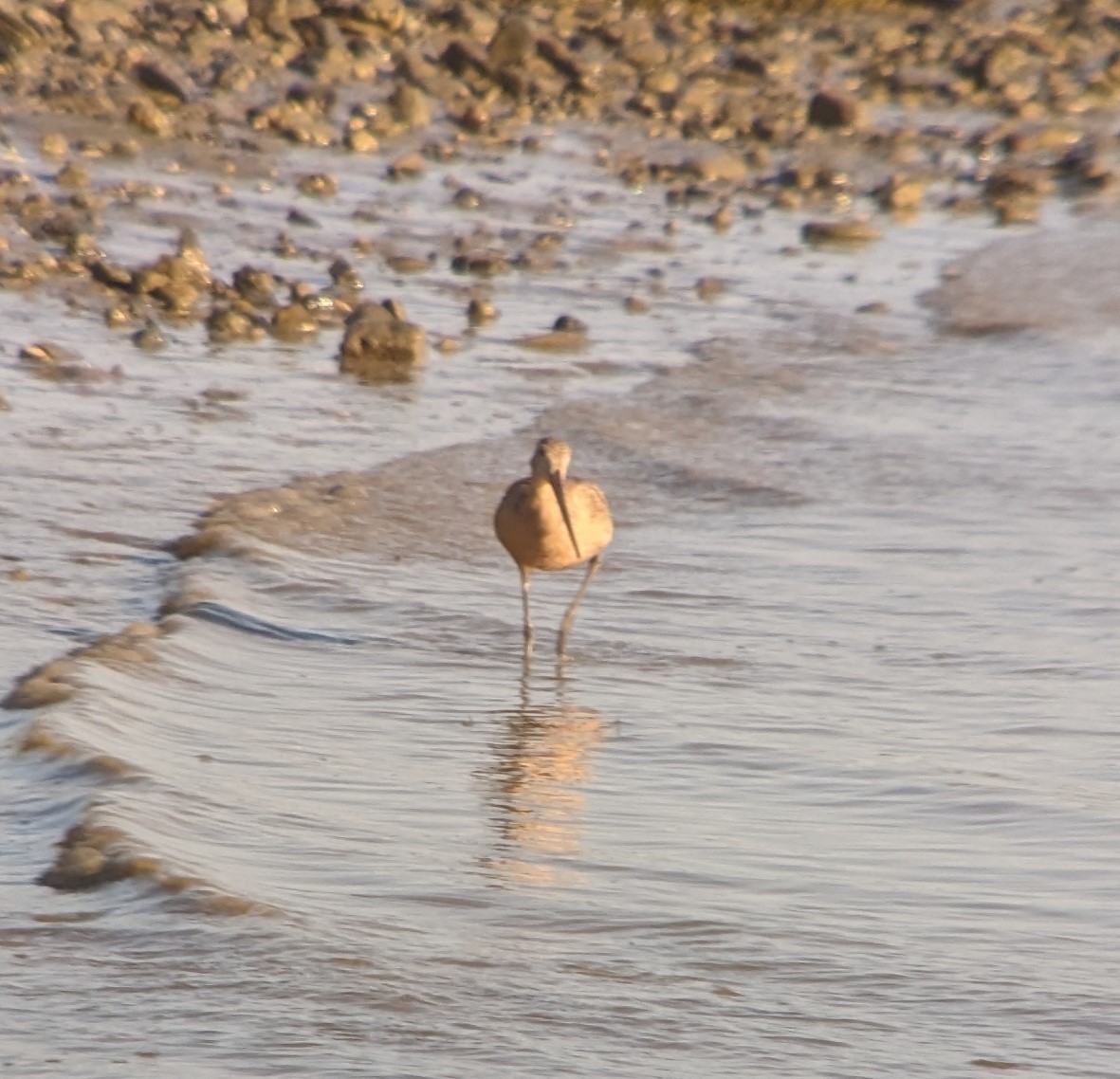 Marbled Godwit - ML608513487